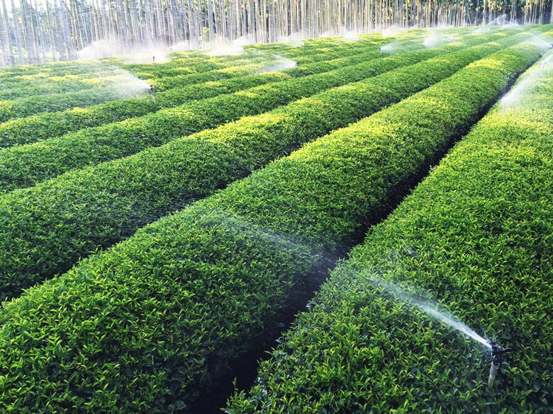 茶日子茶園友善種植、保育環境