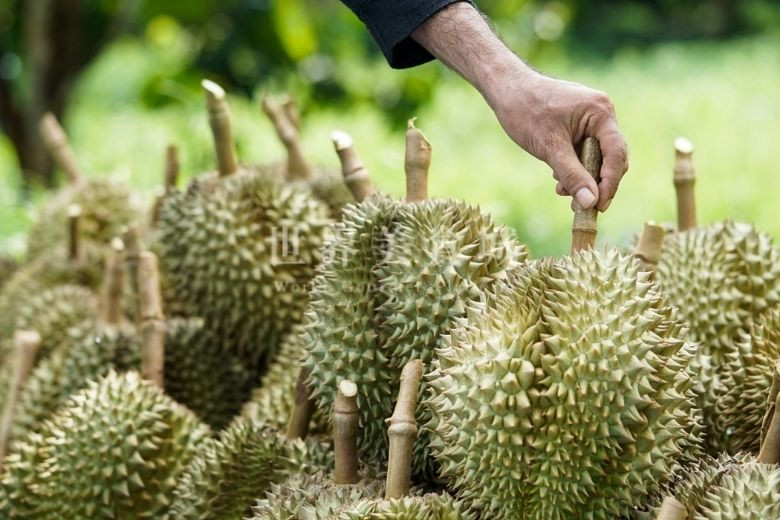 someone is picking the durian