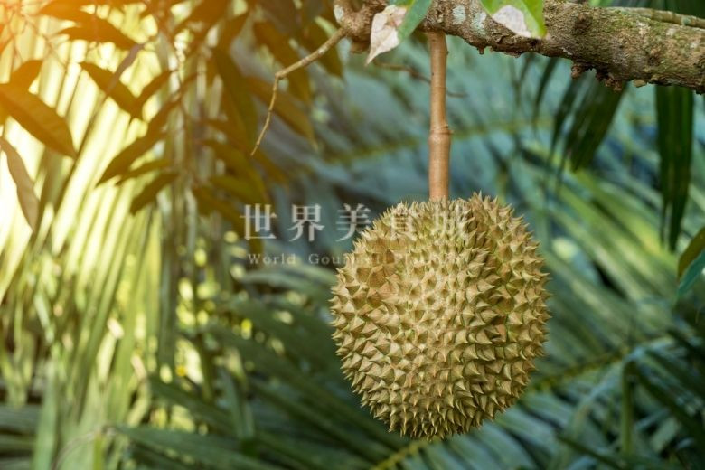 A durian hanging on the tree