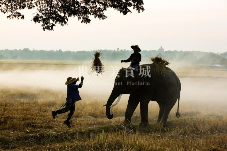 泰國依善地區的農夫拋接稻作，其中一位騎在小象身上